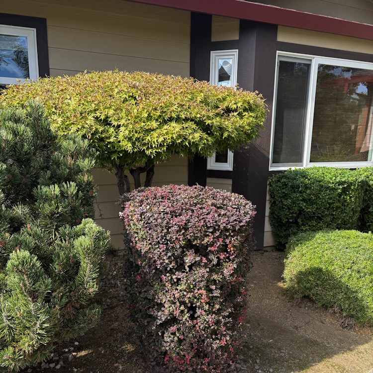 Lawn care services in Lincoln, CA